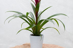 Guzmania